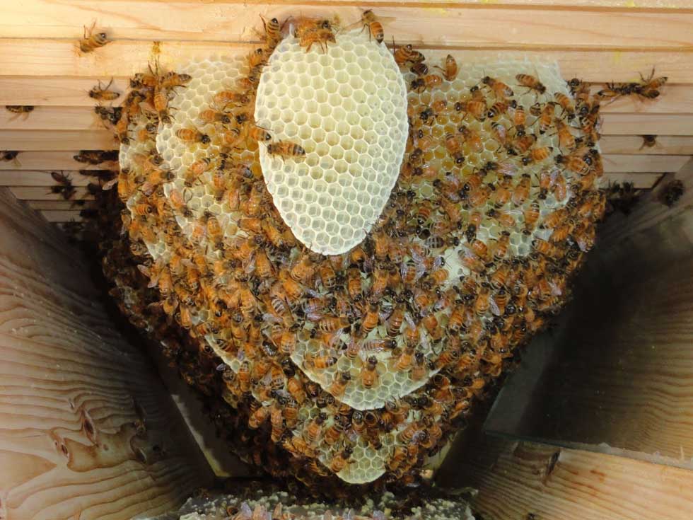 Lune Valley Top-Bar Hive - The Beehive Maker